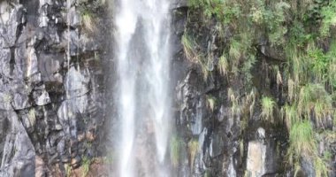 Curitiba Parana. Parana Brezilya Curitiba 'daki Tangua Parkı. Bahçe arazisi. Turistik cazibe. Şehir Parkı. Parana Brezilya Curitiba 'daki Tangua Parkı. Orman Ağaçları Sahnesi.