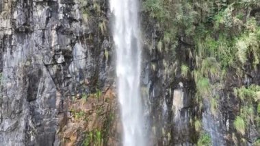 Curitiba Brezilya. Parana Brezilya Curitiba 'daki Tangua Parkı. State Park Peyzajı. Turizm Seyahati. Doğa Parkı. Parana Brezilya Curitiba 'daki Tangua Parkı. Botanik Manzarası.
