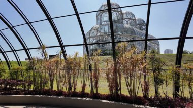 Curitiba Parana. Parana Brezilya 'daki Curitiba Botanik Bahçesi. Botanik manzarası. Turizm Seyahati. Doğa Parkı. Parana Brezilya 'daki Curitiba Botanik Bahçesi. Çiçek Manzarası.