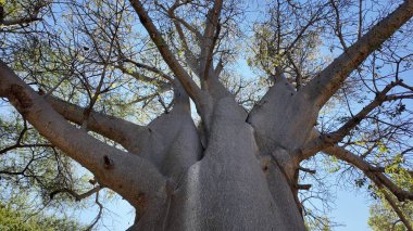 Kuzey Zimbabwe 'deki Victoria Şelalesi' nde Baobab manzarası. Baobab Ağacı manzarası. Vahşi Yaşam Manzarası. Kuzey Zimbabwe 'de Victoria Şelalesi. Baobab 'ı izole ettim. Vahşi Arkaplan.