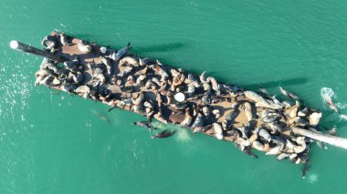 ABD 'nin Kaliforniya Morro Körfezi' ndeki Deniz Hayvanları. Vahşi Yaşam Manzarası. Vahşi Deniz Hayvanları. ABD 'nin Kaliforniya Morro Körfezinde Deniz Hayvanları.