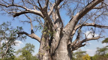 Kuzey Zimbabwe, Matabeleland 'deki Victoria Şelalesi' ndeki ünlü Büyük Ağaç. Baobab Ağacı manzarası. Vahşi Yaşam Manzarası. Kuzey Zimbabwe 'de Victoria Şelalesi. Baobab 'ı izole ettim. Vahşi Arkaplan.