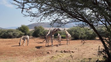 Giraffes At Pilanesberg National Park In North West South Africa. African Animals Landscape. Pilanesberg National Park. Pilanesberg National Park At North West South Africa. Big Five Animals. clipart