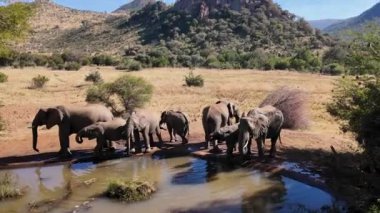 Namibya 'daki Etosha Ulusal Parkı' nda Safari Turu. Afrika Hayvanları Peyzajı. Safari Skyline Trip. Namibya 'daki Etosha Ulusal Parkı. Büyük Beş Hayvan. Vahşi Yaşam Safarisi.