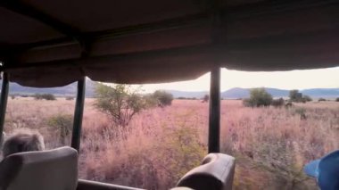 Tanzanya 'daki Serengeti Milli Parkı' nda Safari Turu. Afrika Hayvanları Peyzajı. Tur gezisi. Tanzanya 'daki Serengeti Milli Parkı. Büyük Beş Hayvan. Vahşi Yaşam Safarisi.