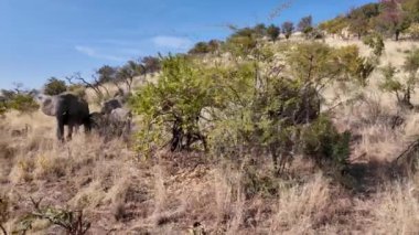 Tanzanya 'daki Serengeti Milli Parkı' nda Safari Turu. Afrika Hayvanları Peyzajı. Tur gezisi. Tanzanya 'daki Serengeti Milli Parkı. Büyük Beş Hayvan. Vahşi Yaşam Safarisi.
