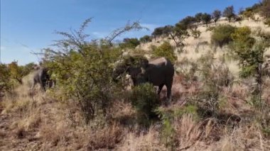 Güney Afrika 'daki Kruger Ulusal Parkı' nda Safari Turu. Afrika Hayvanları Peyzajı. Safari Tur Gezisi. Güney Afrika 'daki Kruger Ulusal Parkı. Büyük Beş Hayvan. Vahşi yaşam Safari.