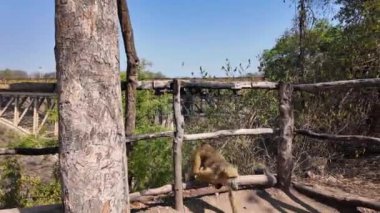 Matabeleland, Kuzey Zimbabwe 'deki Livingstone' da babun. Afrika Hayvanları Peyzajı. Vahşi Hayvanlar. Livingstone Matabeleland Kuzey Zimbabwe 'de. Sığınak Sahnesi. Manzaralı Vahşi Yaşam.