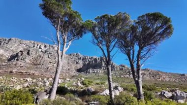 Güney Afrika Burnu 'ndaki Cape Town' daki masa dağı. Ulusal Park Sahnesi. Dev Kayalar. Cape Town Batı Cape Güney Afrika 'da. Turizm Seyahati. Ulaşım Skyline.