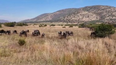 Namibya 'daki Etosha Ulusal Parkı' nda Safari Turu. Afrika Hayvanları Peyzajı. Safari Skyline Trip. Namibya 'daki Etosha Ulusal Parkı. Büyük Beş Hayvan. Vahşi Yaşam Safarisi.