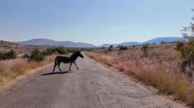 Güney Afrika 'daki Pilanesberg Ulusal Parkı' nda Safari Turu. Afrika Hayvanları Peyzajı. Safari Tur Gezisi. Pilanesberg Ulusal Parkı Güney Afrika 'da. Büyük Beş Hayvan. Vahşi yaşam Safari.