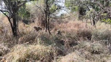 Güney Afrika 'daki Pilanesberg Ulusal Parkı' nda Babun. Afrika Hayvanları Peyzajı. Safari Tur Gezisi. Pilanesberg Ulusal Parkı Güney Afrika 'da. Büyük Beş Hayvan. Vahşi yaşam Safari.