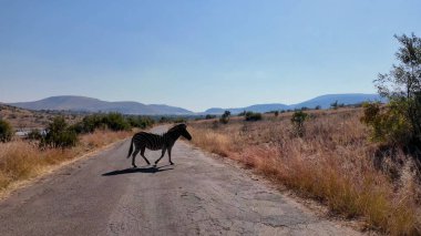 Güney Afrika 'daki Pilanesberg Ulusal Parkı' nda Safari Turu. Afrika Hayvanları Peyzajı. Safari Tur Gezisi. Pilanesberg Ulusal Parkı Güney Afrika 'da. Büyük Beş Hayvan. Vahşi yaşam Safari.