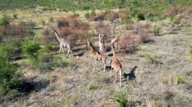 Ulusal Park Tanzanya 'daki Serengeti' de Safari gezisi. Afrika Safari Manzarası. Vahşi Yaşam Manzarası. Oyun Sürücüsü Arkaplanı. Tanzanya Ulusal Parkı 'nda Serengeti. Büyük Beş Hayvan.