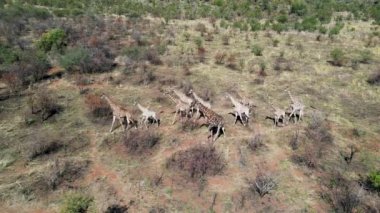 Güney Afrika 'daki Pilanesberg' de Safari gezisi. Afrika Safari Manzarası. Vahşi Yaşam Manzarası. Oyun Sürücüsü Arkaplanı. Pilanesberg, Güney Afrika Ulusal Parkı 'nda. Büyük Beş Hayvan.
