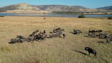 Güney Afrika 'daki Pilanesberg' de Safari gezisi. Afrika Safari Manzarası. Vahşi Yaşam Manzarası. Oyun Sürücüsü Arkaplanı. Pilanesberg, Güney Afrika Ulusal Parkı 'nda. Büyük Beş Hayvan.