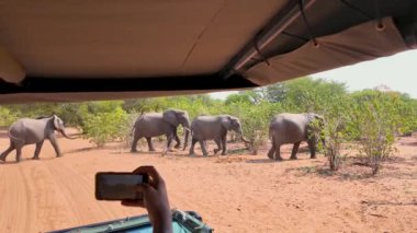 Namibya 'daki Etosha' da Safari Turu. Afrika Safari Manzarası. Vahşi Yaşam Manzarası. Oyun Sürücüsü Arkaplanı. Ulusal Park Namibya 'da Etosha. Büyük Beş Hayvan.