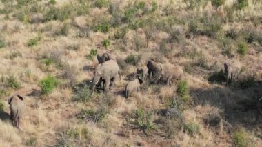 Güney Afrika 'daki Kruger Ulusal Parkı' nda Safari gezisi. Afrika Safari Manzarası. Vahşi Yaşam Manzarası. Oyun Sürücüsü Arkaplanı. Kruger, Güney Afrika Ulusal Parkı 'nda. Büyük Beş Hayvan.