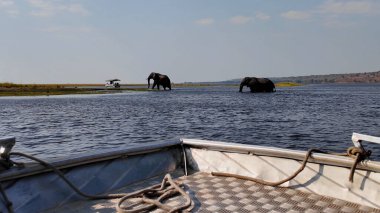 Safari Tour At Okavango Delta In National Park Botswana. Africa Safari Landscape. Wildlife Scenery. Game Drive Background. Okavango Delta At National Park Botswana. Big Five Animals. clipart