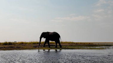 Safari Tour At Okavango Delta In National Park Botswana. Africa Safari Landscape. Wildlife Scenery. Game Drive Background. Okavango Delta At National Park Botswana. Big Five Animals. clipart