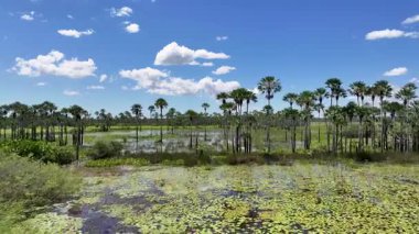 Maranhao Brezilya 'daki Araioses' de yağmur ormanı silsilesi. Parnaiba Delta Peyzajı. Mangrove Skyline 'da. Maranhao Brezilya 'daki Araioses' de yağmur ormanı silsilesi. Amerika 'nın Safari Deltası. Delta Bataklığı.