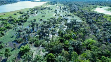 Amazon Nehri Manaus Amazonas Brezilya 'da. Amazon Nehri, yemyeşil yeşillikler ve nehir tekneleri gösteriyor. Yaban Ormanı 'nda seyahat edin. Seyahat Güzel Gün Amazon Panoraması. Manaus Amazonas.