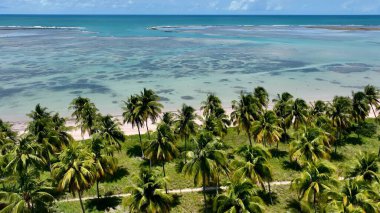 Sao Miguel Dos Milagres Alagoas Brezilya 'daki Patacho Plajı. Bereketli bir tropikal sahil manzarasının nefes kesici görüntüsü. Horizon Sahili Denizi kıyısında. Açık Sahil Panoramik.