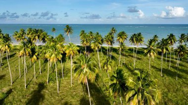 Sao Miguel Dos Milagres Alagoas Brezilya 'daki egzotik plajlar. Bereketli bir tropikal sahil manzarasının nefes kesici görüntüsü. Terk edilmiş Skyline Sezon Arzusu. Sezon Rıhtım Kıyısı.