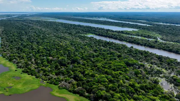 Amazon yağmur ormanları Manaus Amazonas Brezilya 'da. Sersemletici Nehir, Bereketli Tropikal Yağmur Ormanları 'ndan Geçiyor. Orman Ağaçları Amazon Yeşili. Orman Denizi. Manaus Amazonas.