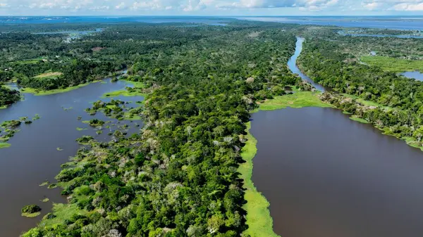 Amazon Nehri Manaus Amazonas Brezilya 'da. Amazon yağmur ormanlarında selin etkilerini yakalıyoruz. Surinam Doğa Ormanı Arkaplan Hidrografi Koyu. Surinam Green. Manaus Amazonas.