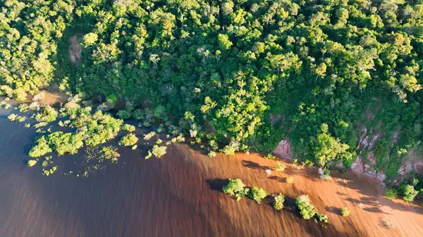 Amazon yağmur ormanları Manaus Amazonas Brezilya 'da. Sersemletici Nehir, Bereketli Tropikal Yağmur Ormanları 'ndan Geçiyor. Seyahat Ormanı Ormanı. Vahşi doğa Amazon Panoramik. Manaus Amazonas.