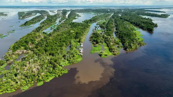 Amazon yağmur ormanları Manaus Amazonas Brezilya 'da. Amazon yağmur ormanlarında selin etkilerini yakalıyoruz. Seyahat Bitkisi Vahşi Ormanı. Seyahat Güzel Gün Panoramik Manzarası. Manaus Amazonas.