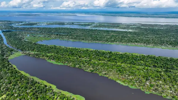 Amazon Nehri Manaus Amazonas Brezilya 'da. Sersemletici Nehir, Bereketli Tropikal Yağmur Ormanları 'ndan Geçiyor. Guyana Nehri Orman Koyu. Guyana Landmark Seyahat. Manaus Amazonas.