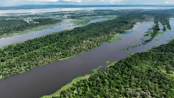 Amazon Ormanı Manaus Amazonas Brezilya 'da. Nehir yemyeşil orman manzarasından akıyor. Kolombiya Nehri Ormanı Brezilya Körfezi. Kolombiya Ormanı. Manaus Amazonas.
