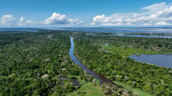 Amazon Ormanı Manaus Amazonas Brezilya 'da. Sersemletici Nehir, Bereketli Tropikal Yağmur Ormanları 'ndan Geçiyor. Bolivya Nehri Yağmur Ormanı Gölü. Yağmur Ormanı. Manaus Amazonas.
