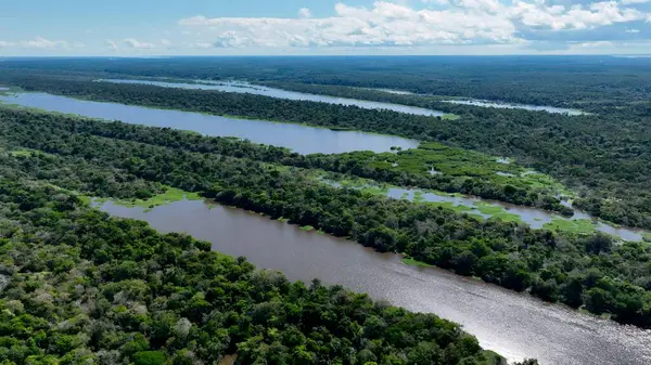 Amazon Nehri Manaus Amazonas Brezilya 'da. Amazon yağmur ormanlarında selin etkilerini yakalıyoruz. Bolivya Nehri Yağmur Ormanı Gölü. Yağmur Ormanı. Manaus Amazonas.