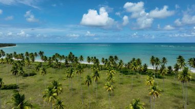 Maragogi Sao Miguel Dos Milagres Alagoas Brezilya 'da. Kristal berrak sularla sersemletici sahilin havadan görünüşü. Cennet Peyzajı Gezgin Şehveti. Cennet Sahili. Sao Miguel dos Milagres Alagoas.