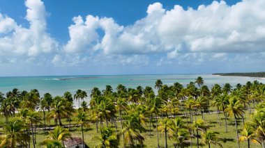 Sao Miguel Dos Milagres Alagoas Brezilya 'daki Palm Trees Field. Bereketli bir tropikal sahil manzarasının nefes kesici görüntüsü. Shore Clouds Plaj Denizi. Shore Panning Wide 'da. Sao Miguel dos Milagres Alagoas.