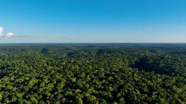 Amazon Nehri Manaus Amazonas Brezilya 'da. Nehir yemyeşil orman manzarasından akıyor. Orman Ağaçları Amazon Yeşili. Orman Amazon seli. Manaus Amazonas.