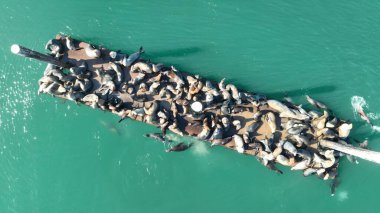Morro Bay California 'daki Deniz Hayvanları. Denizde Yüzen Vahşi Deniz Hayvanı. Cennet Skyline Idyllic göz kamaştırıcı. Paradise Rıhtım Sahili. Morro Körfezi California.
