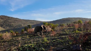Güney Afrika Kruger Ulusal Parkı 'nda Safari Turu. Afrika Savanasında Safari Oyun Sahnesi. Kırsal bölge dramatik gökyüzü kırsal alanı. Gökyüzü Panoraması. Kruger Ulusal Parkı.