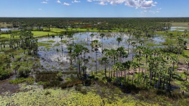 Maranhao Brezilya 'daki Araioses' de Mangrove Skyline. Parnaiba Delta Peyzajı. Mangrove Skyline 'da. Maranhao Brezilya 'daki Araioses' de Mangrove Skyline. Amerika 'nın Safari Deltası. Delta Bataklığı.
