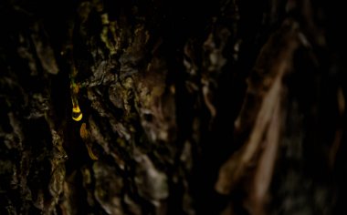 Kehribar çam reçinesi. Yaşayan üç damla, çam ağacının kabuğundan aşağı akıyor..