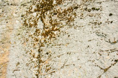Beyaz bir mantarla kaplı eski gri çatlak bir taş. Arkaplan veya doku için