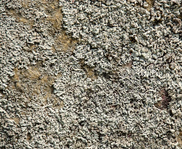 Beyaz bir mantarla kaplı eski gri çatlak bir taş. Arkaplan veya doku için