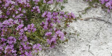 Kekik. Tebeşir kekiği, kireç taşı kekiği ya da tebeşir kekiği. Çıplak tebeşirde büyüyen küçük bitkiler.
