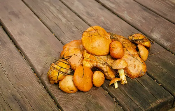 木制桌子上的新鲜蘑菇 一堆堆新鲜采摘的蘑菇 蘑菇乳杆菌 — 图库照片