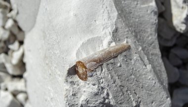 Bir tebeşir taşının içinde antik bir fosil belemnite kalıntıları. Doğal tebeşir taşından bir çalılıkta fosil..