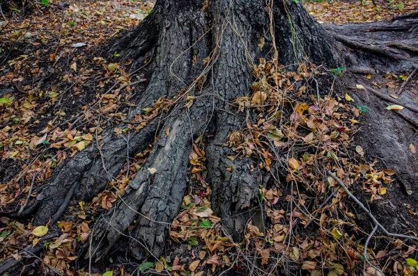五彩缤纷的秋天公园在一棵大树根前 森林背景 橡树根和落叶 — 图库照片