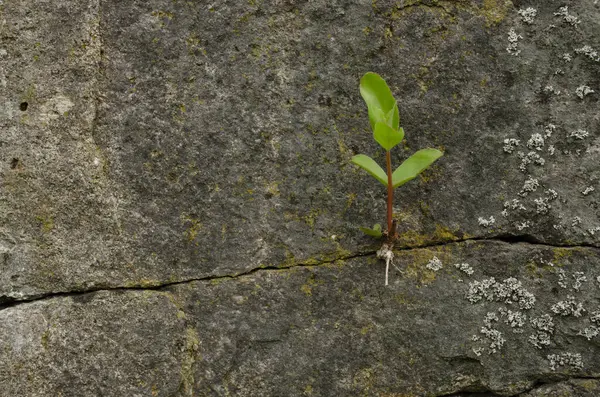 The green plant breaks through and grows on the rocks. Concept. Recovery, willpower. The concept of resilience, strength, love of life, perseverance